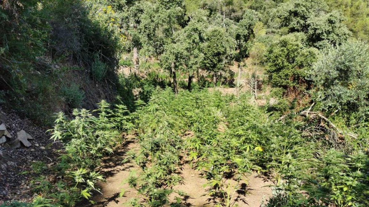 Localitzen una plantació de marihuana a l'Aleixar amb 360 plantes