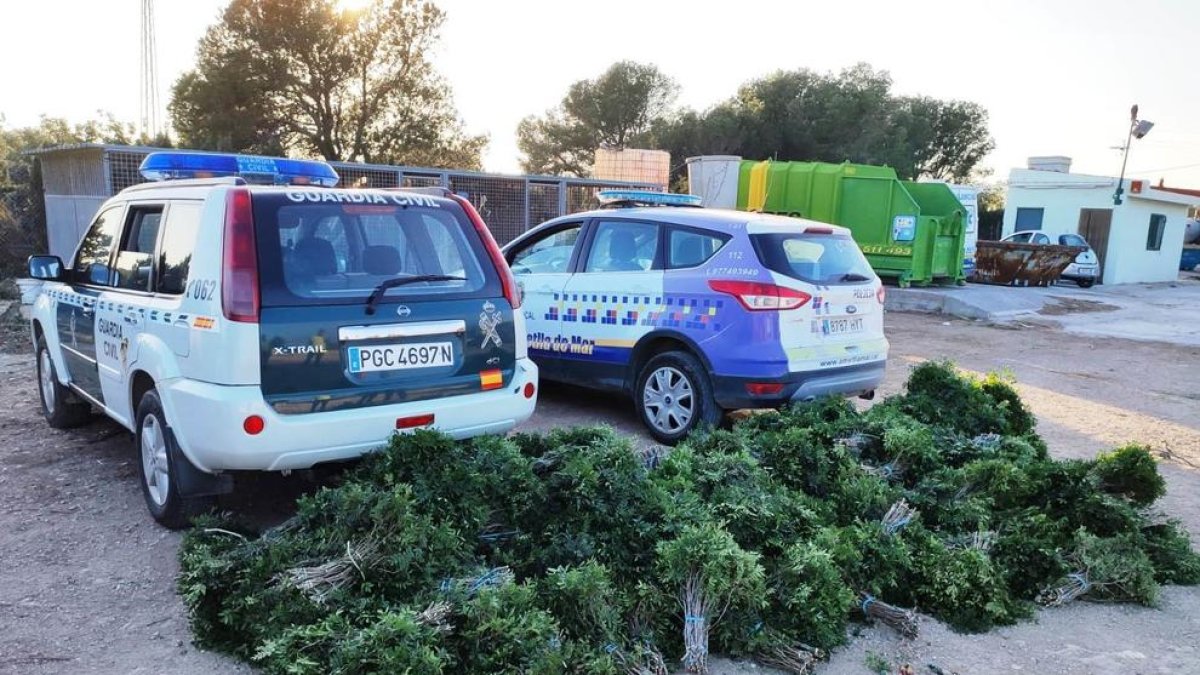 Pillan a seis vecinos de Reus que habían recolectado casi 400 kilos de lentisco en el Perelló