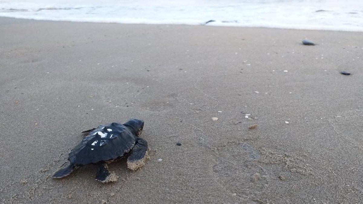 Liberadas 35 tortugas bobas de los nidos localizados este verano en la playa de La Pineda