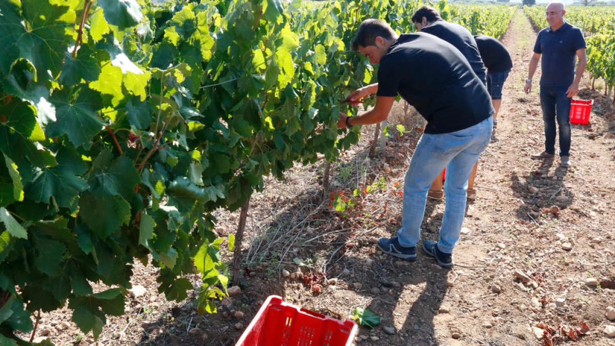La campaña agraria prevé casi 10.000 contratos en Tarragona