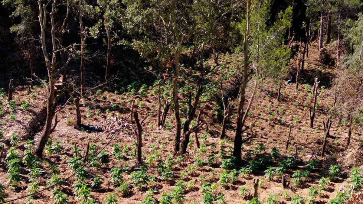 Los Mossos detienen a dos hombres y desmantelan un cultivo con 1.800 plantas de marihuana en l'Argentera