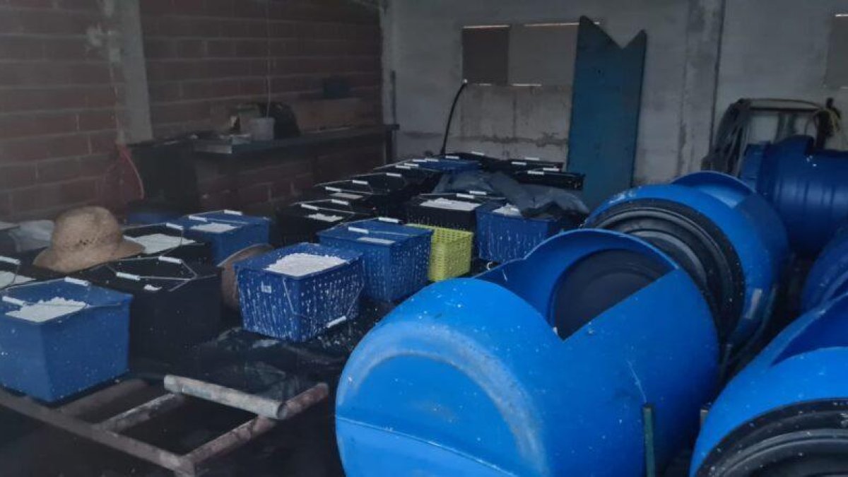 Localizan en Valencia un restaurante ilegal y una fábrica de quesos y vaquería clandestinas