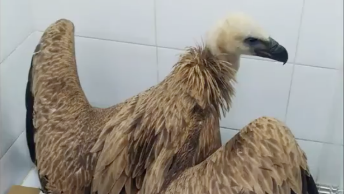 Rescatan un buitre herido en la playa de la Riera Alforja de Cambrils