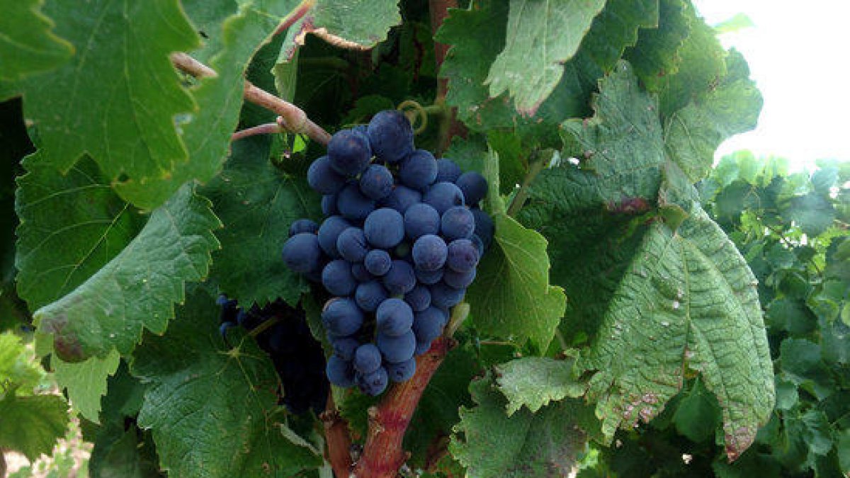 El morenillo ja és oficialment una varietat autoritzada de la DO Terra Alta