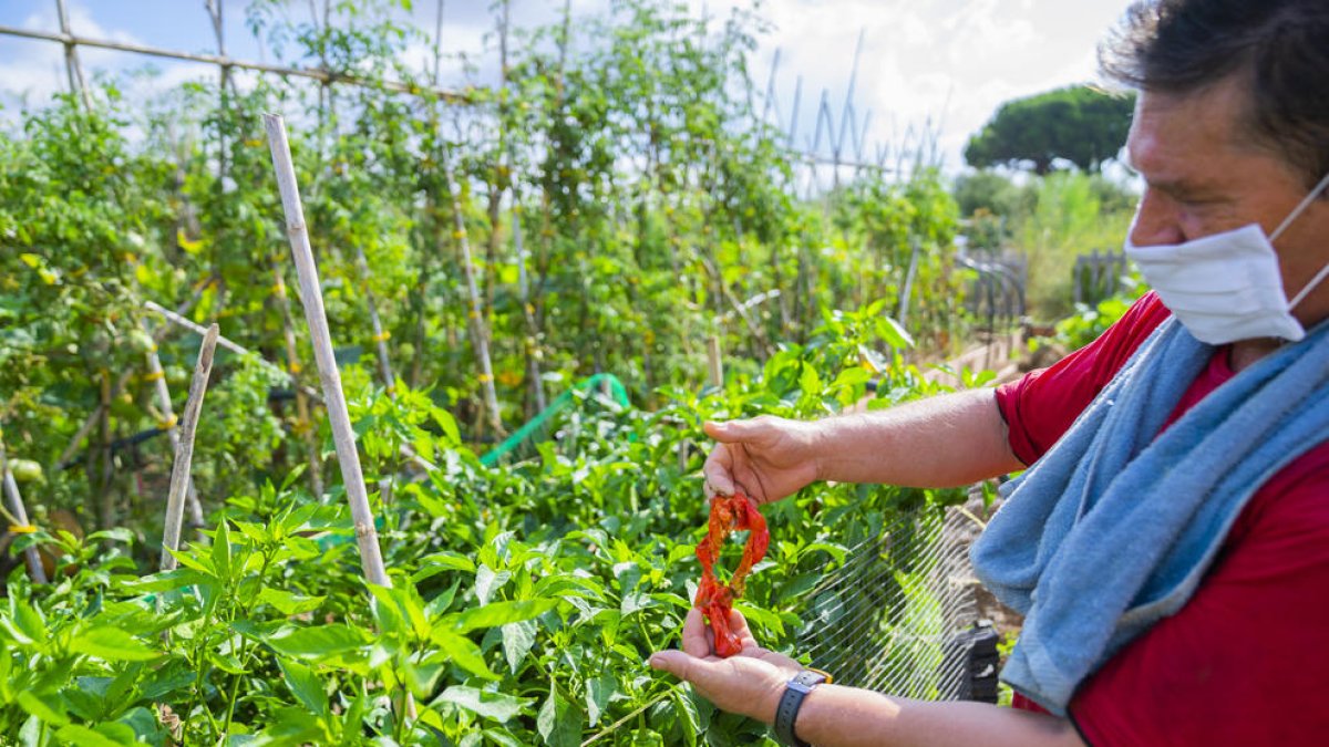 Una plaga de rates rosega les collites dels horts urbans de Sol i Vista a Reus