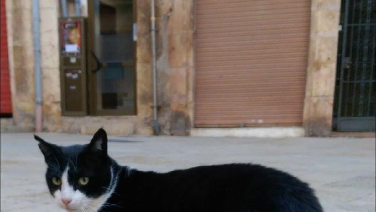 Tarraco Gats busca a Fèlix, un dels gats que vivia a la Plaça Sedassos