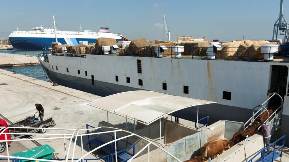 El Port culmina el primer transporte de ganado vivo hacia Arabia Saudí