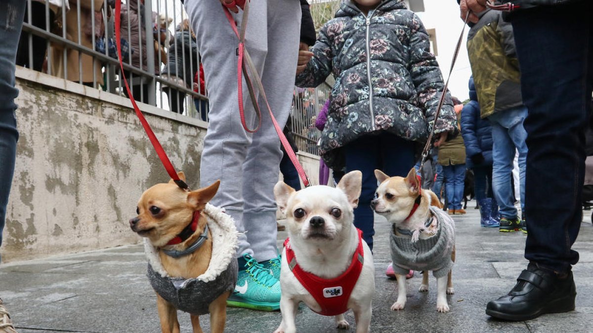 L'Última Llar presenta l'única oferta pel contracte de la recollida d'animals a Reus