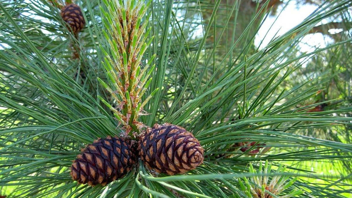 Pillan un conductor con 189 kilos de piñas que había recogido sin licencia y fuera del periodo hábil