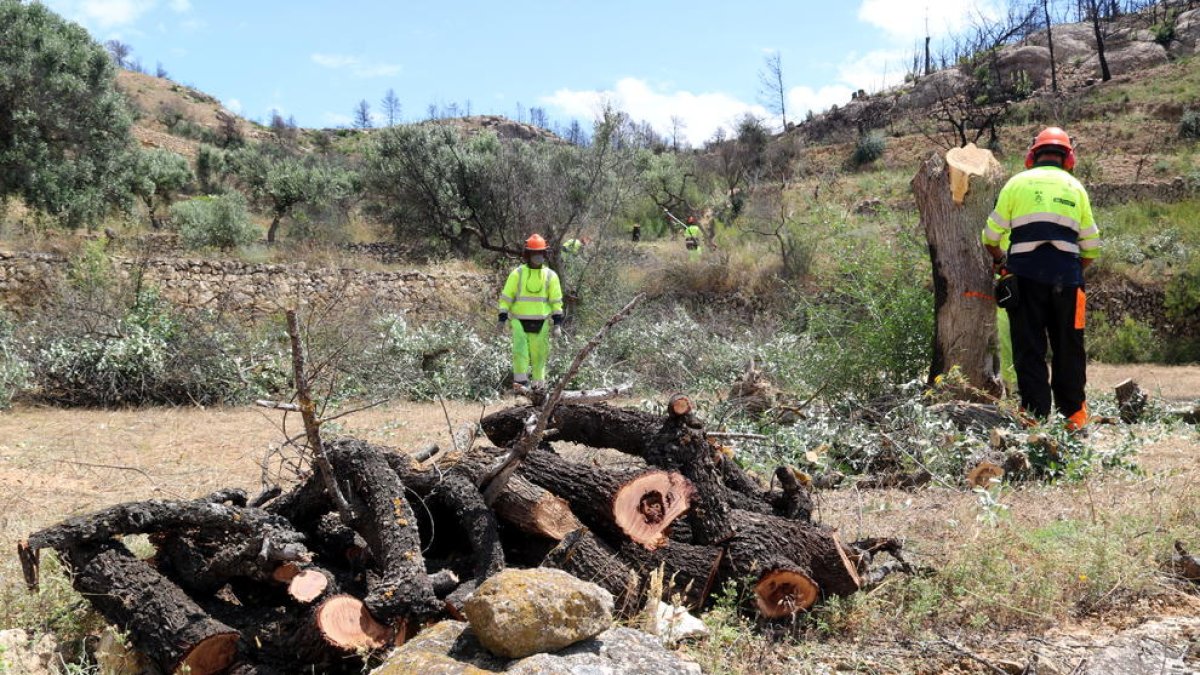Ya se han recuperado un 30% de las fincas quemadas por el fuego de la Ribera d'Ebre