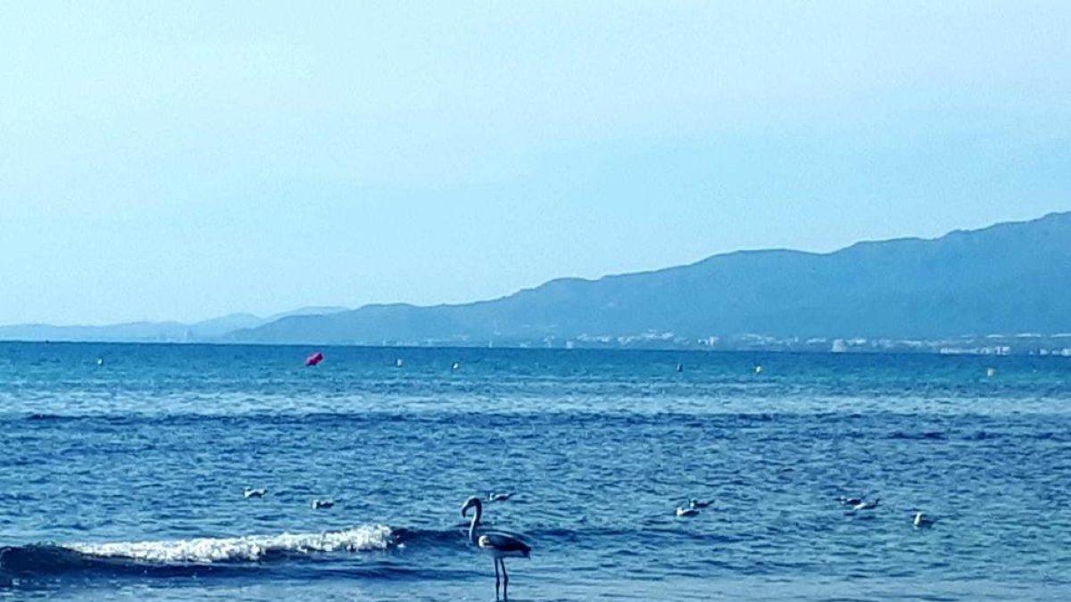 Apareix un flamenc a la platja de Cambrils
