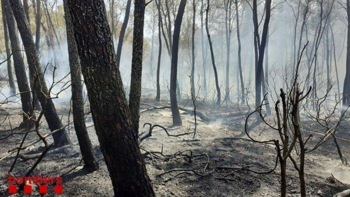 Aquest novembre s'iniciarà la neteja del bosc del Pont del Diable