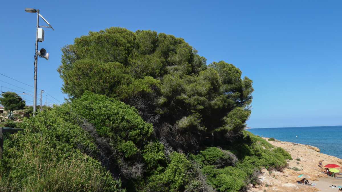 Instalan cámaras y megafonía para controlar la ocupación en todas las playas