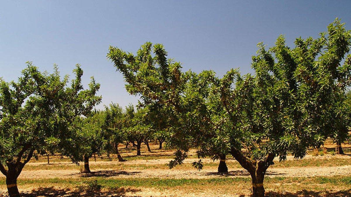 Caiguda de la producció d'ametlla al secà i preus més baixos aquesta campanya