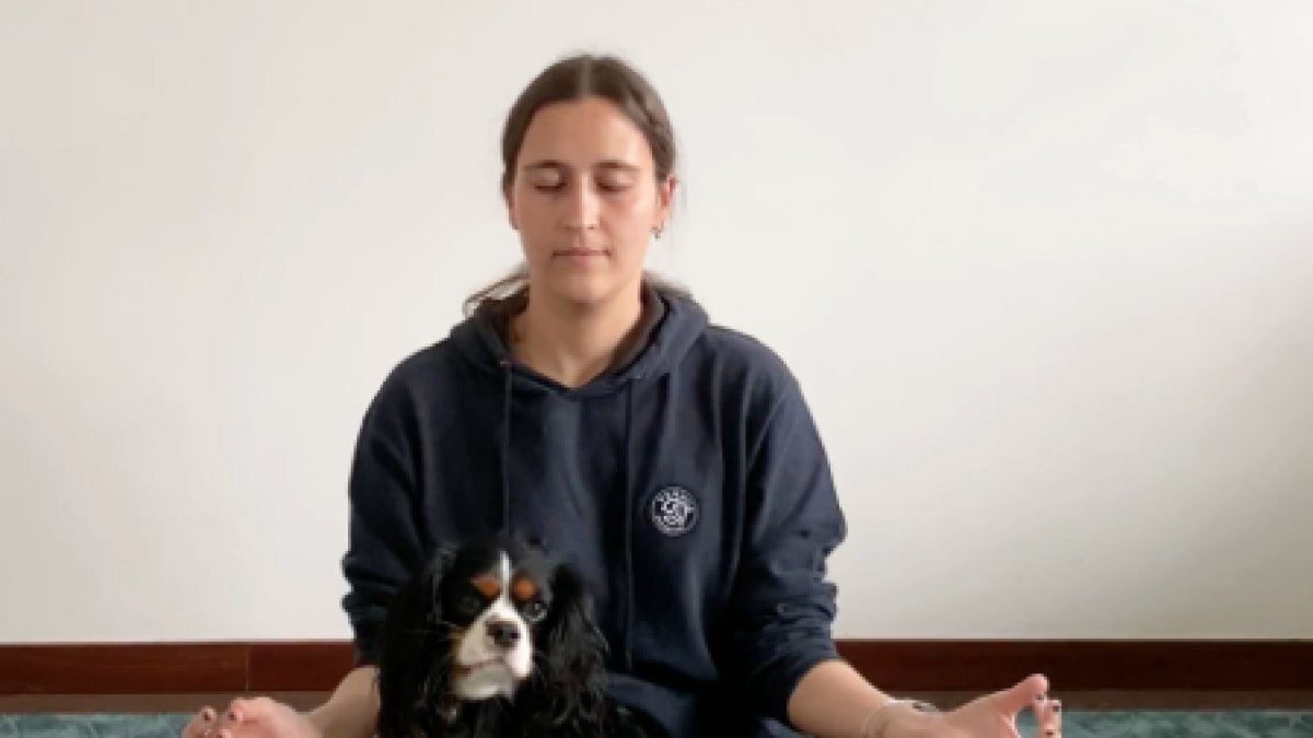 Exercicis amb el teu gos per a una quarantena en plena forma