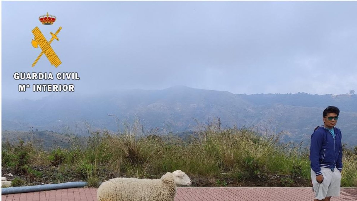 Denunciado a Marbella por pasear una oveja durante el confinamiento