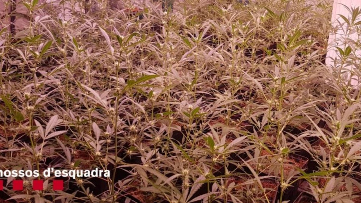 Dispositiu policial contra el tràfic de marihuana i blanqueig de capitals al Vendrell