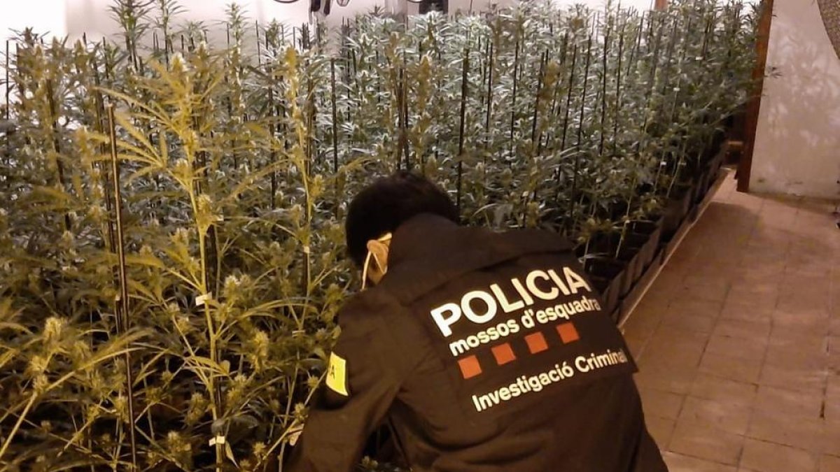 25 detenidos durante el dispositivo policial por tráfico de drogas en el Vendrell