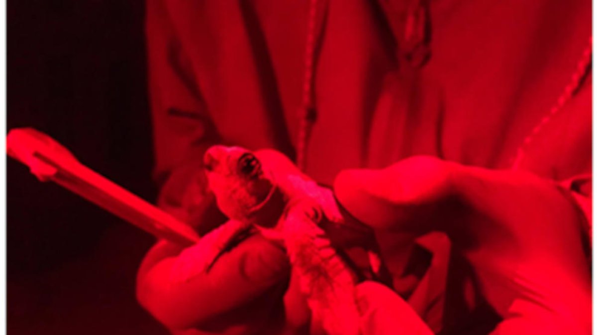 Neixen 10 cries de tortuga més en la tercera nit d'eclosió del niu de la platja de la Mar Bella