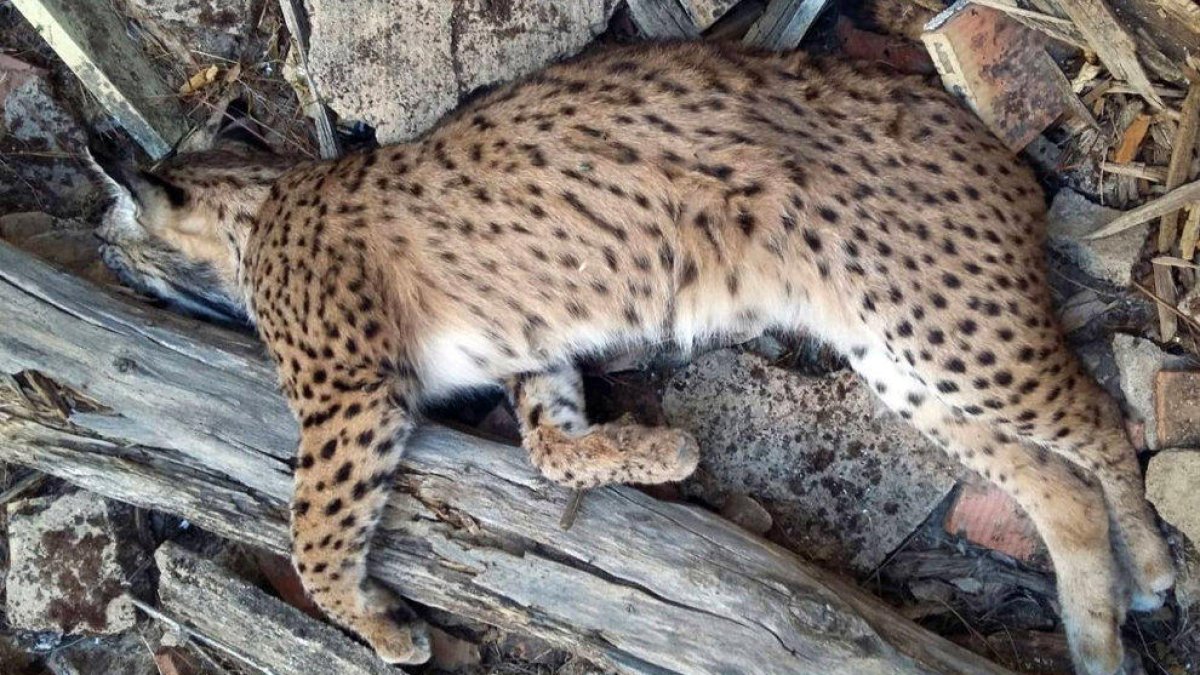 Detingudes dues persones per matar un linx ibèric en Don Benito (Badajoz)