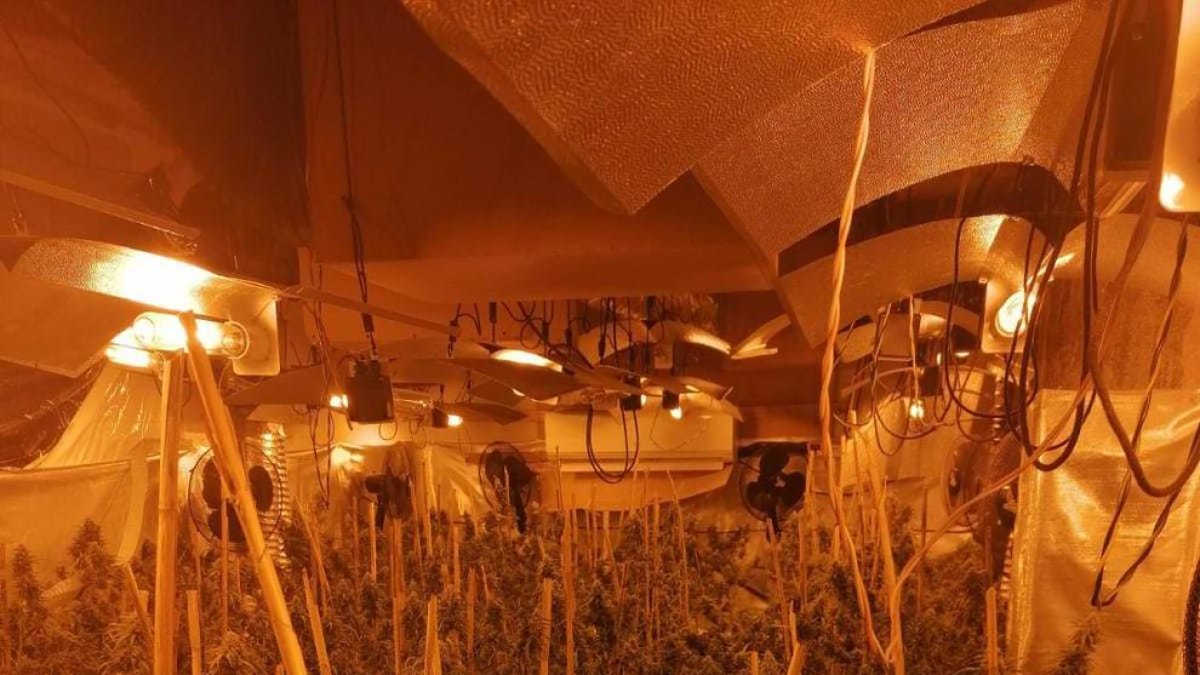 Desmantelada una plantación de marihuana en Calafell