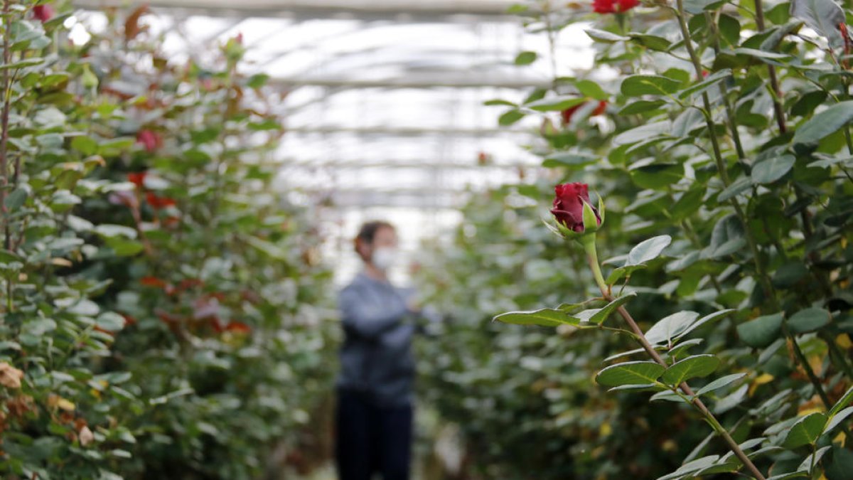 La producció local de rosa caurà a la meitat pel Sant Jordi del 23 de juliol