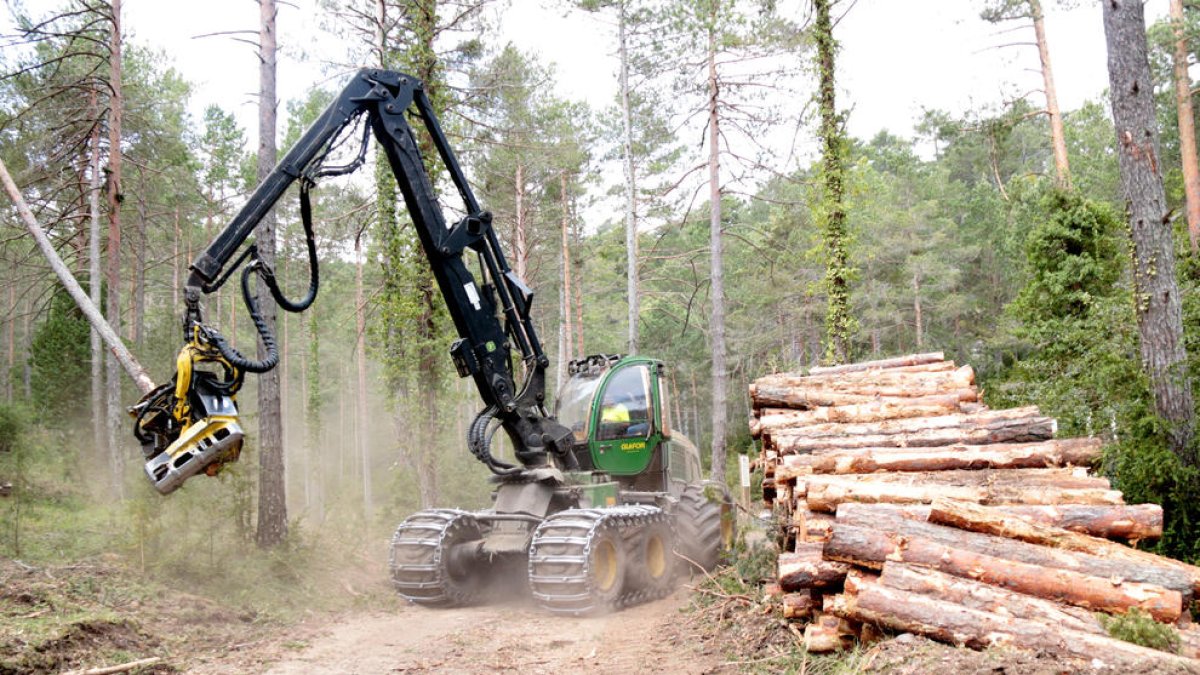 Los parques naturales de los Puertos y del Montseny, escogidos por un estudio sobre el modelo forestal