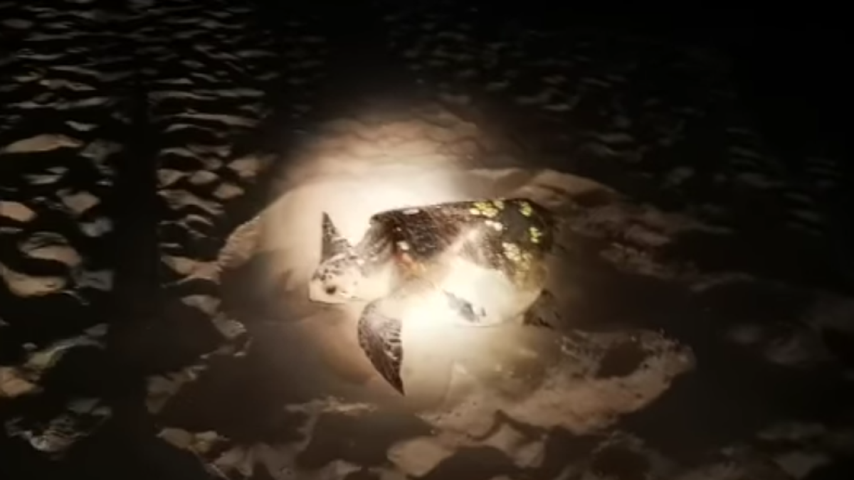 Localizan una tortuga alelada en la playa de la Pineda