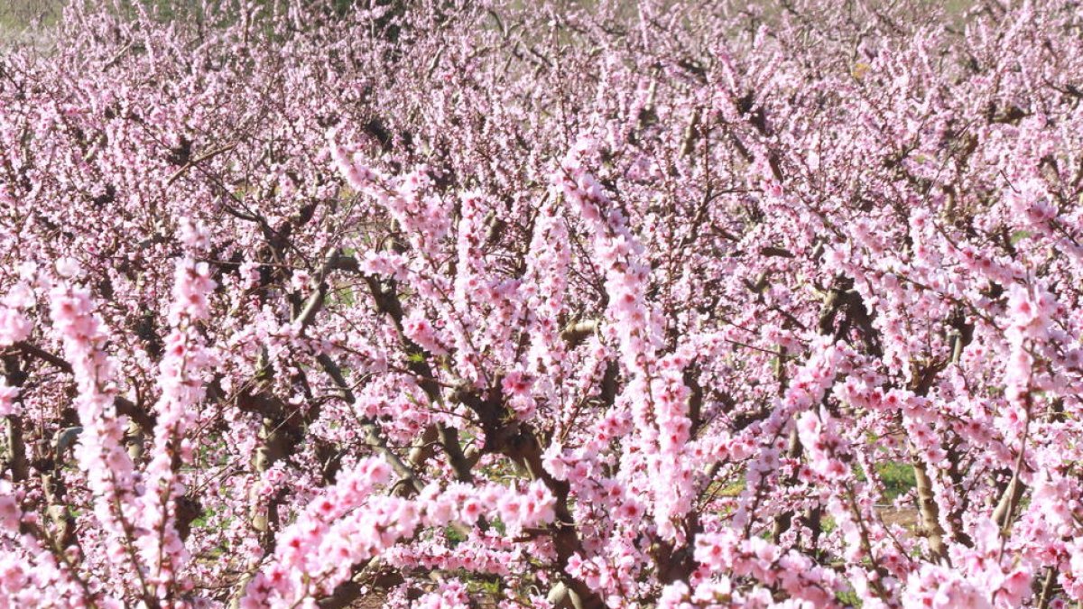 Una quarantena de busos traslladaran els temporers a la Ribera d'Ebre