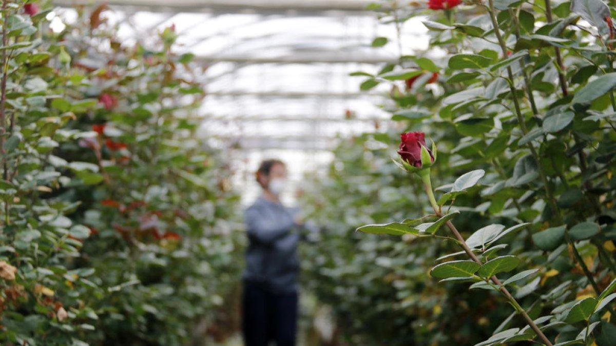 Èxit de la campanya del Gremi de Floristes per Sant Jordi: «Hem arribat al col·lapse tècnic»