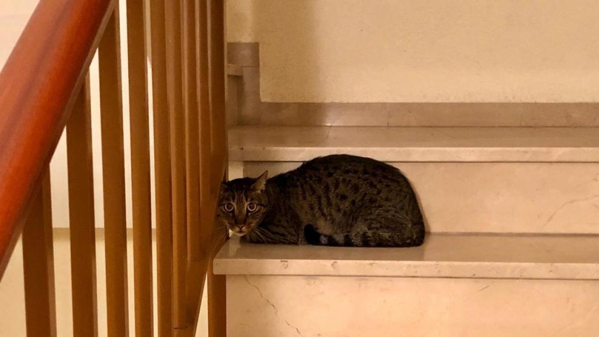 Busquen la família d'una gata amagada durant 5 dies a l'interior d'una escala