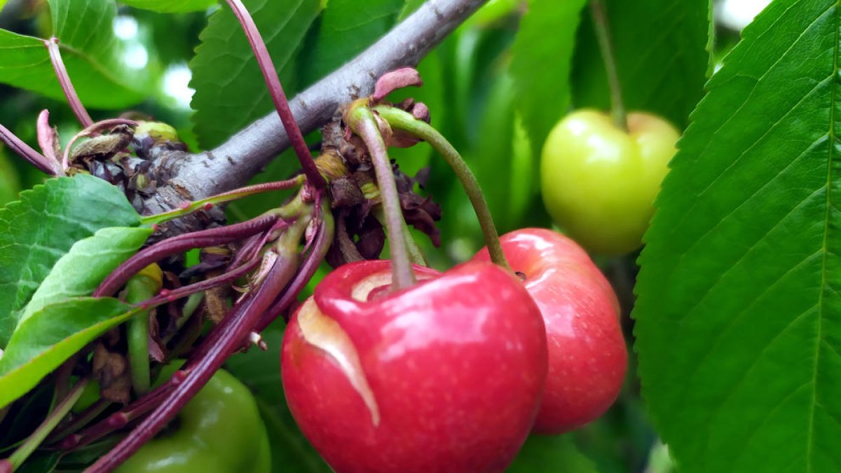 Los productores dan prácticamente por perdida la producción temprana de cereza por|para las lluvias de los últimos días