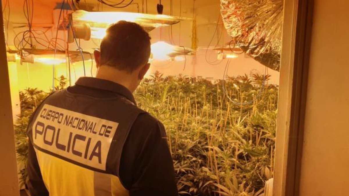 Detinguda una parella per tenir una plantació de marihuana amb 220 plantes en un pis ocupat