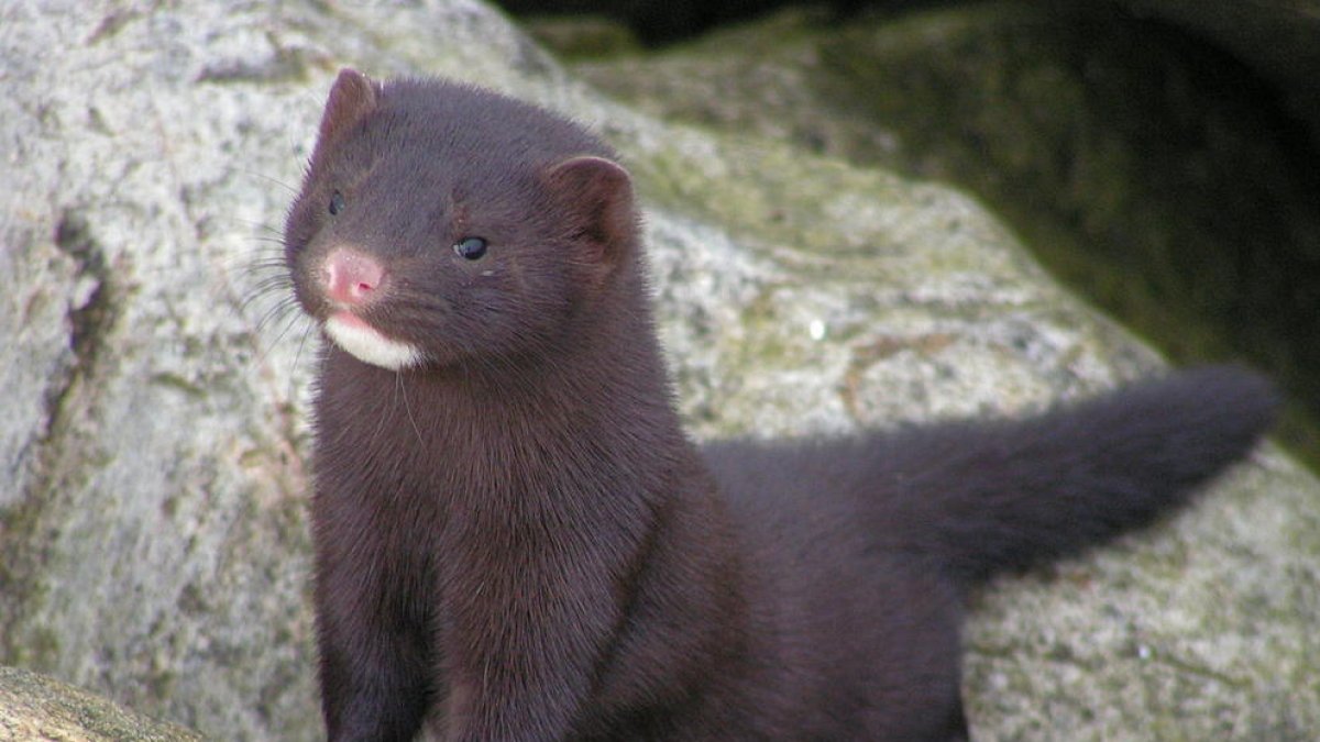 Diagnostiquen el coronavirus en visons de dues granges a Holanda