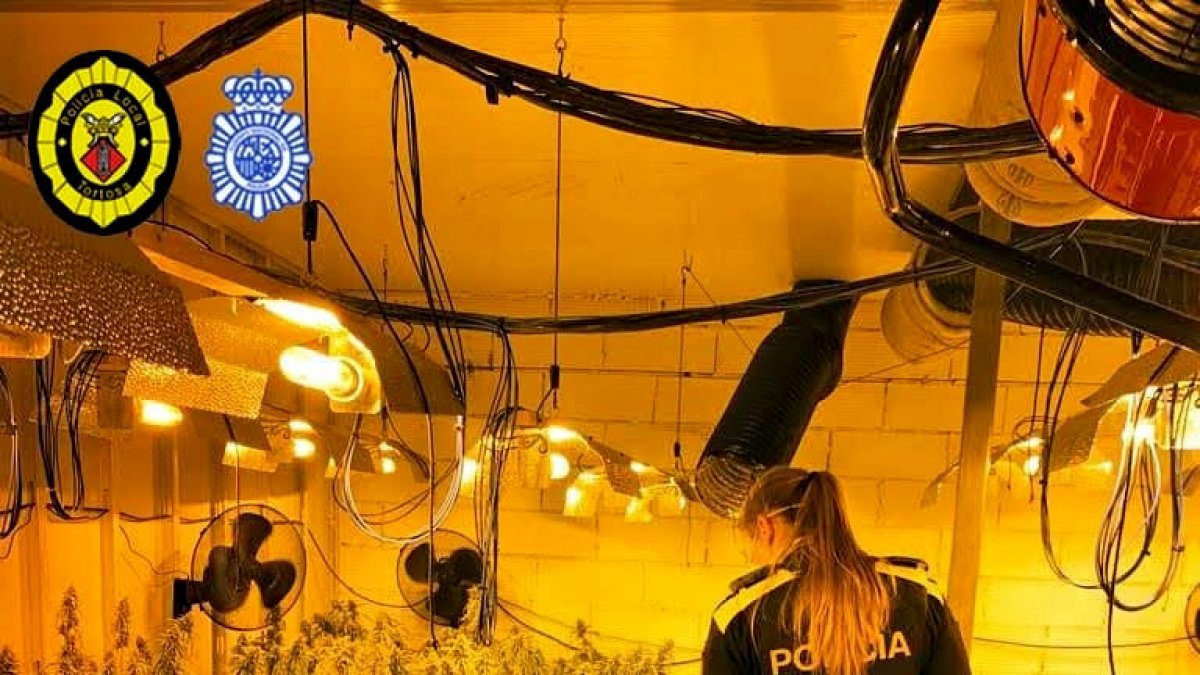 Decomissen 3.000 plantes de marihuana en unes naus del polígon Catalunya Sud, a Tortosa