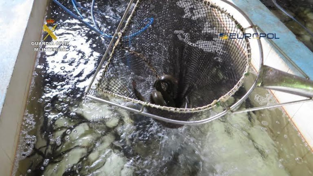 Retornen al Delta 20 quilos d'angules angules decomissades a l'aeroport de Barcelona