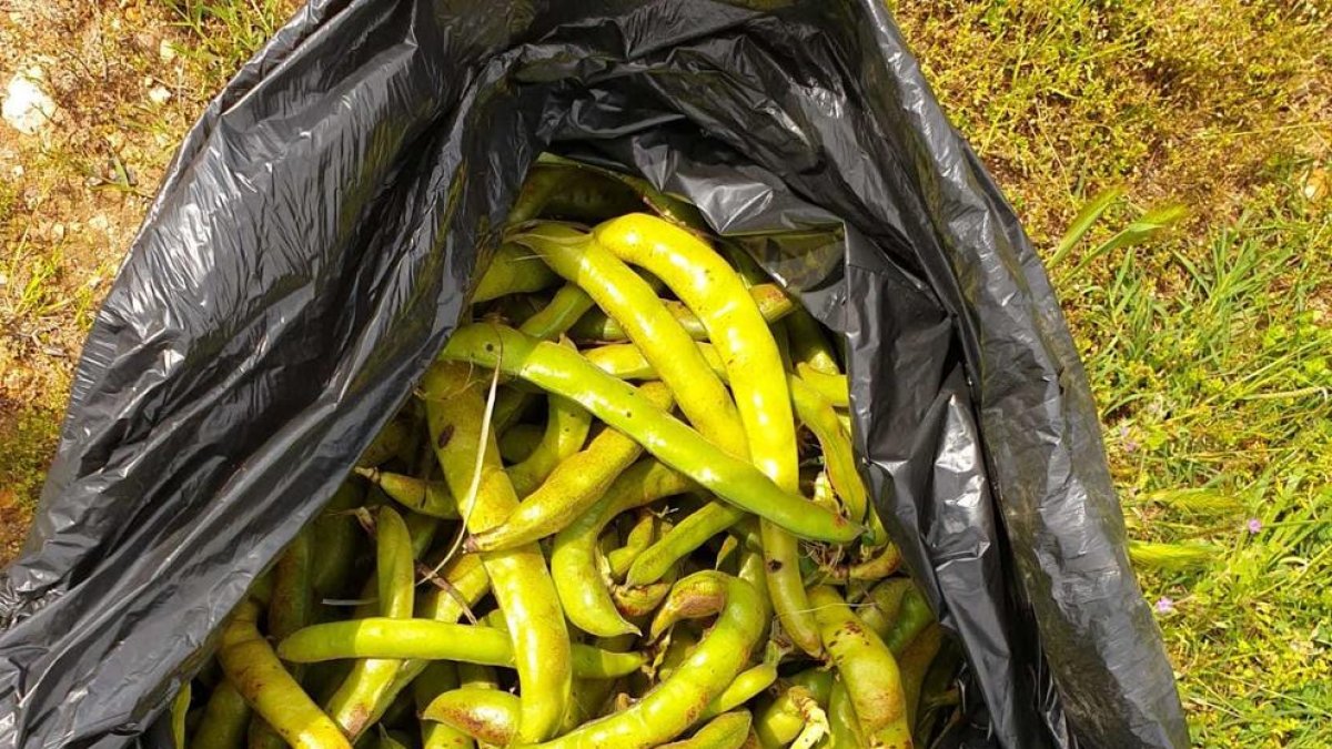 Regalen faves a Càritas Torredembarra