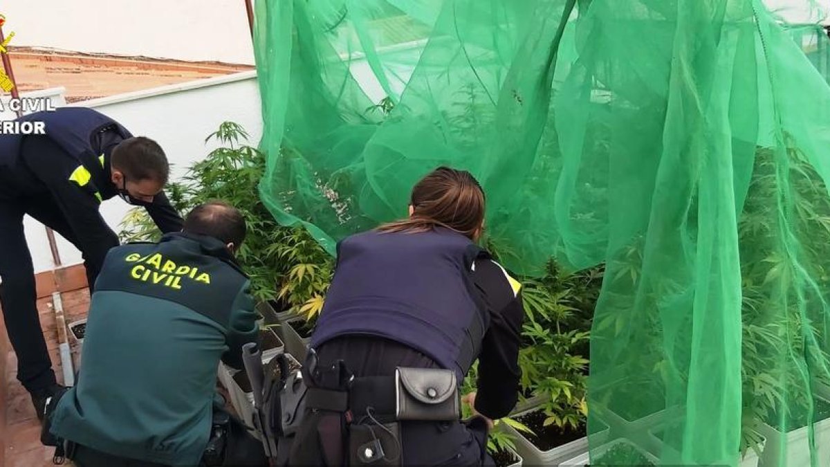 Desmantellada una plantació de marihuana en una terrassa d'un habitatge a Alcover