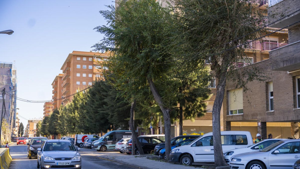 Talarán tres olmos de Torres a Jordi, en Tarragona, y plantarán más cerca