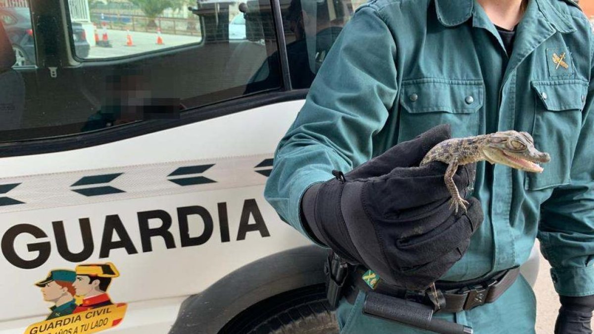 La Guardia Civil interviene dos crías de caimán vivas en Mont-roig del Camp