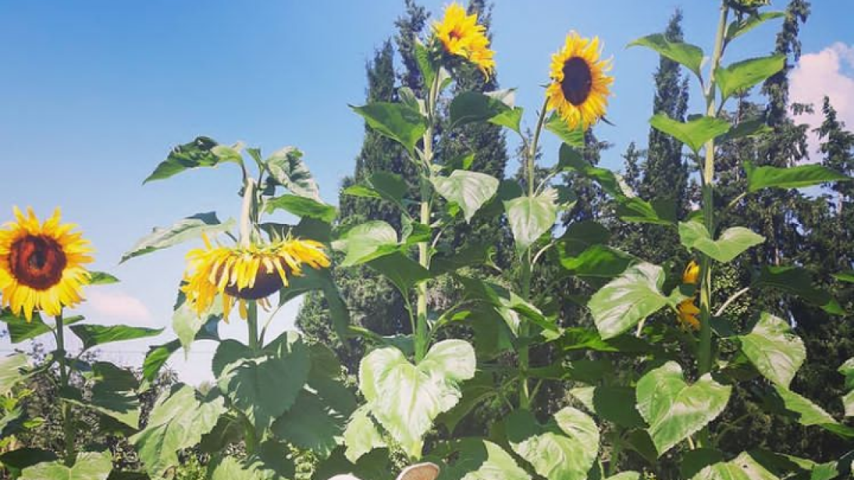 Avantva, l'obrador cosmètic compartit