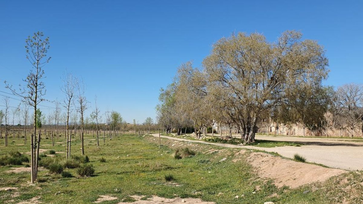 El Morell i l'Associació Aurora organitzen la 2a edició de la plantada a la Granja dels Frares