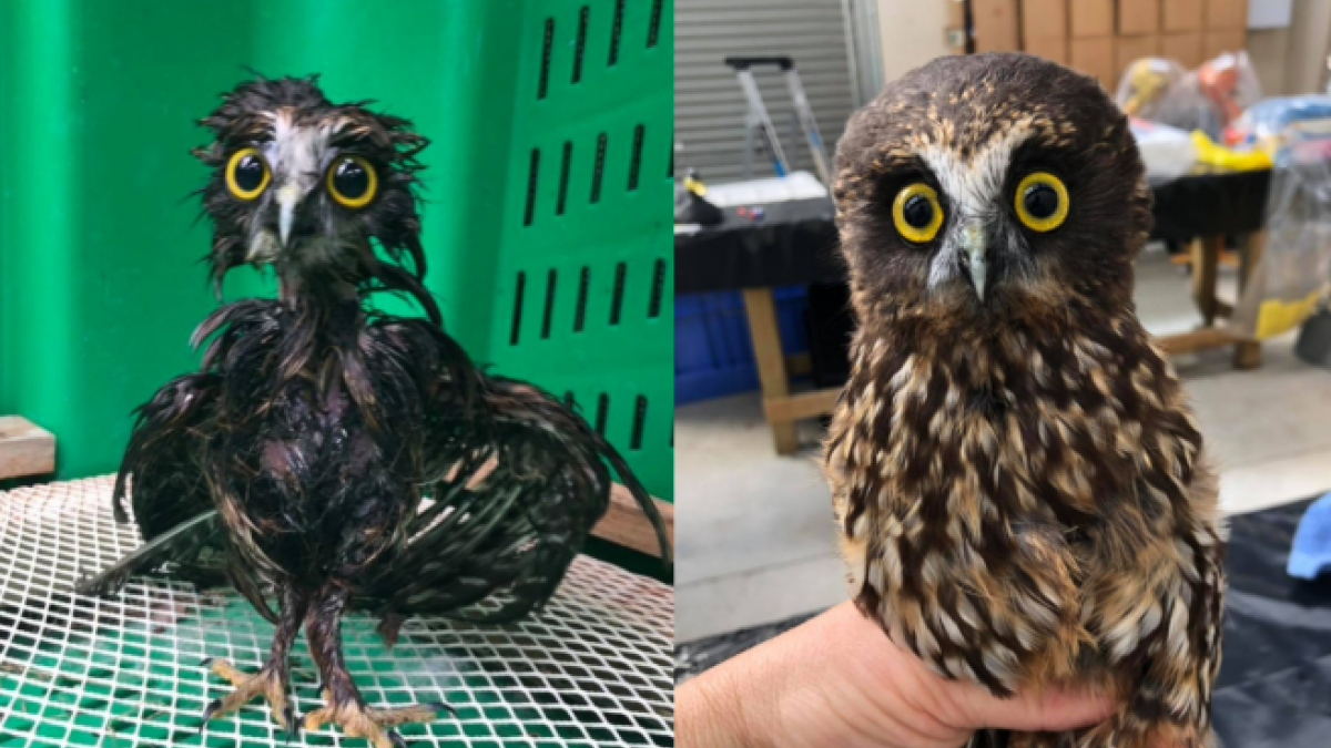 «Per això els mussols no volen quan plou»: les fotos virals d'un ocell rescatat després de ser rentada