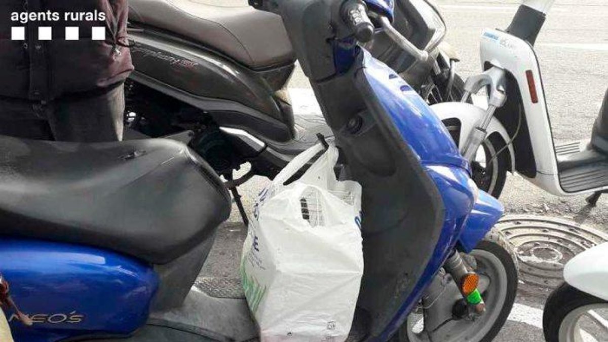 Els Agents Rurals denuncien una persona per vendre ocells protegits a través d'internet