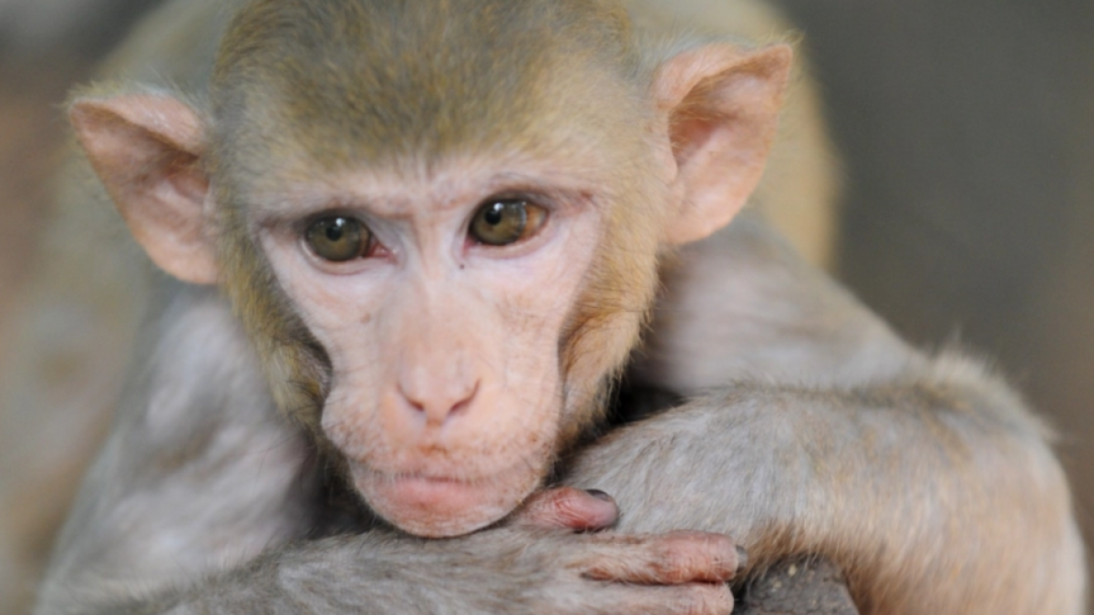 Sense micos no hi ha vacuna