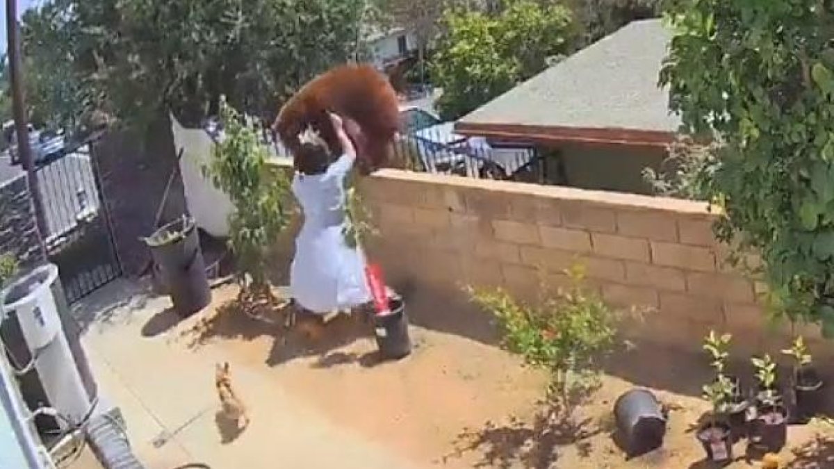 Una jove de 17 anys empeny un ós que volia colar-se a casa seva