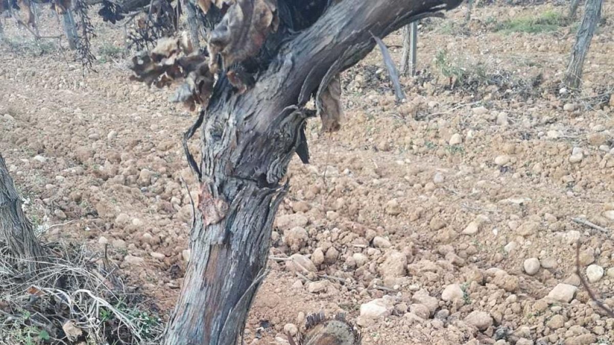 El Celler Sanromà de Vila-rodona pateix un acte vandàlic en una de les seves vinyes