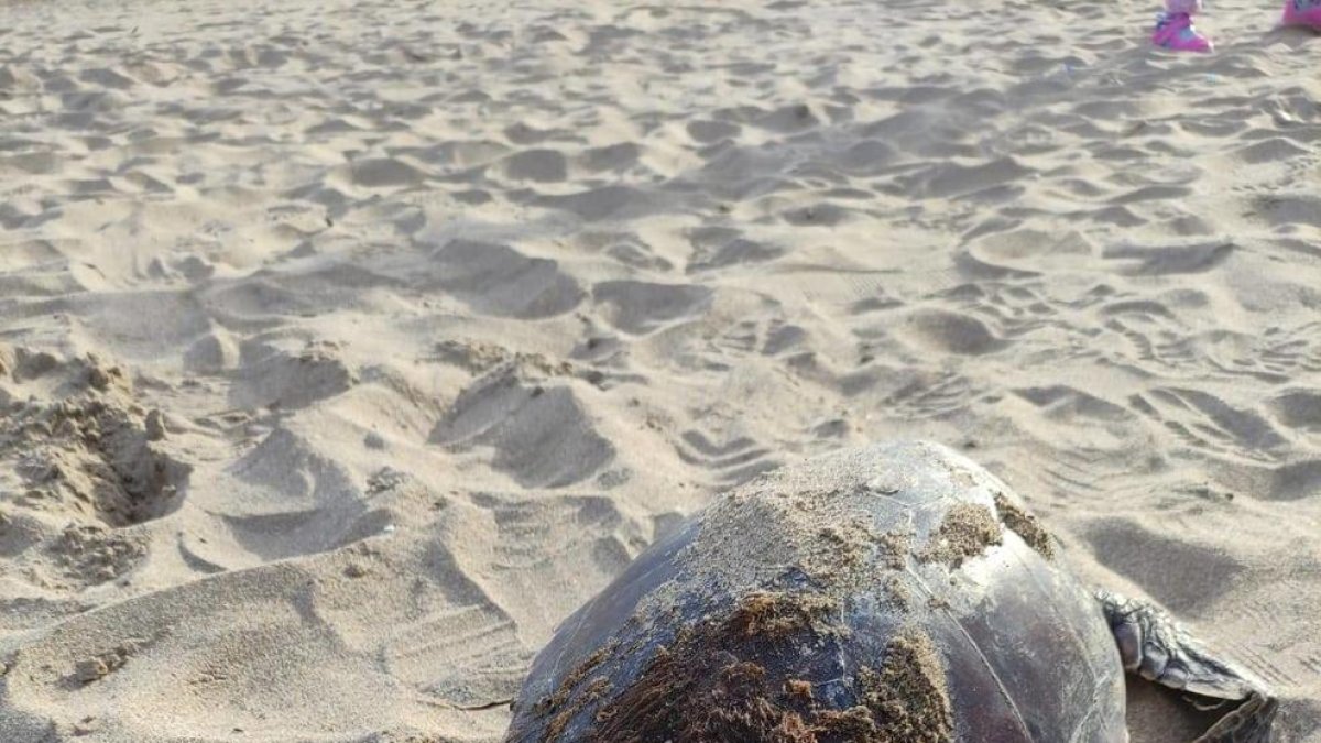 Encuentran una tortuga boba muerta en la playa de Calafell