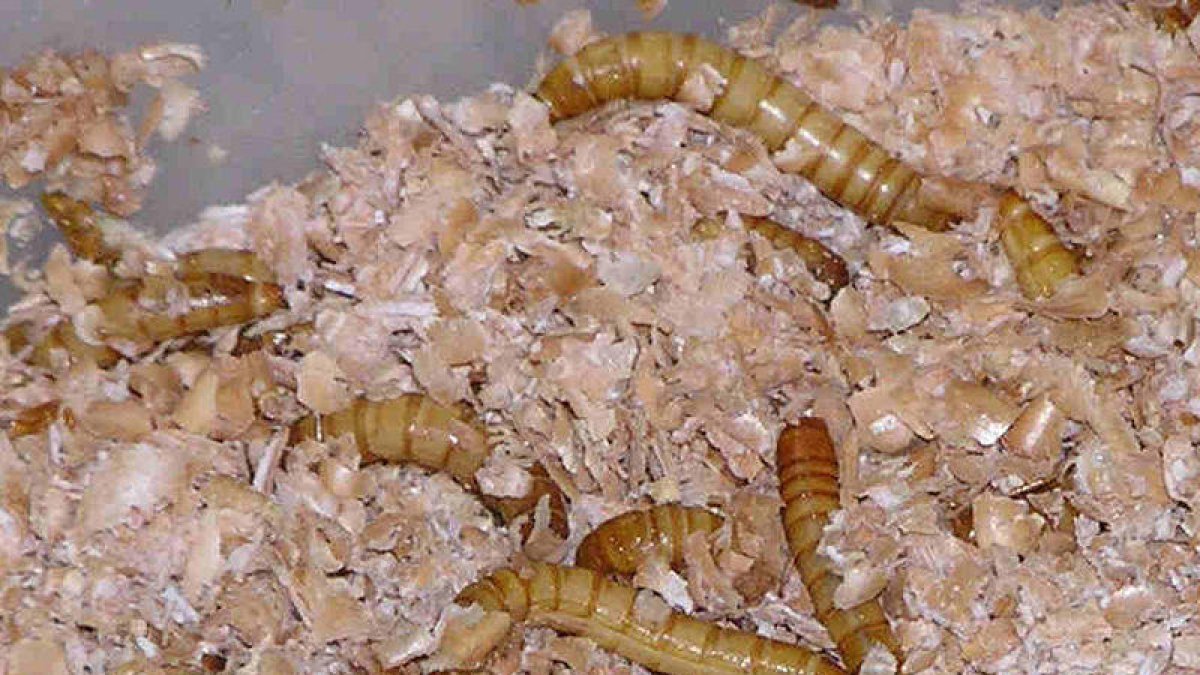 El gusano de la harina, primer insecto aprobado por la Agencia para la Seguridad Alimenticia