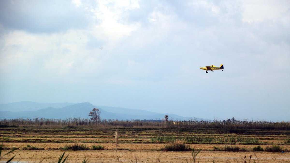 Empieza la campaña de control de los mosquitos en el Delta del Ebro